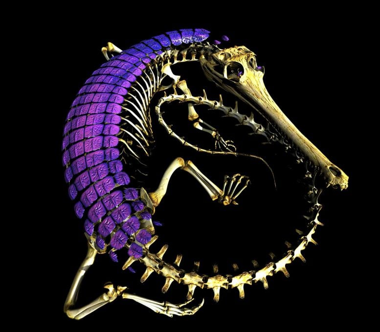 Gharial Skeleton With Armored Skin Plates