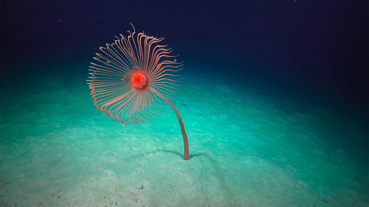 Giant hydroid Branchiocerianthus sp.