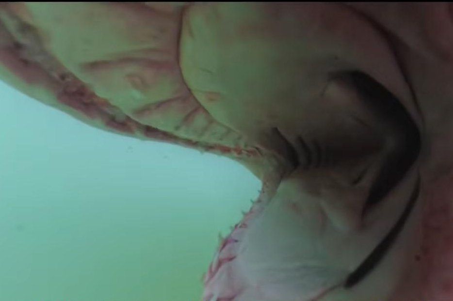 Watch: Great white shark bites camera off Southern California