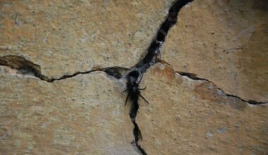 Hidden In Wall Crevices, Scientists Discover A Tiny Spider That Hunts Prey 6 Times Its Size