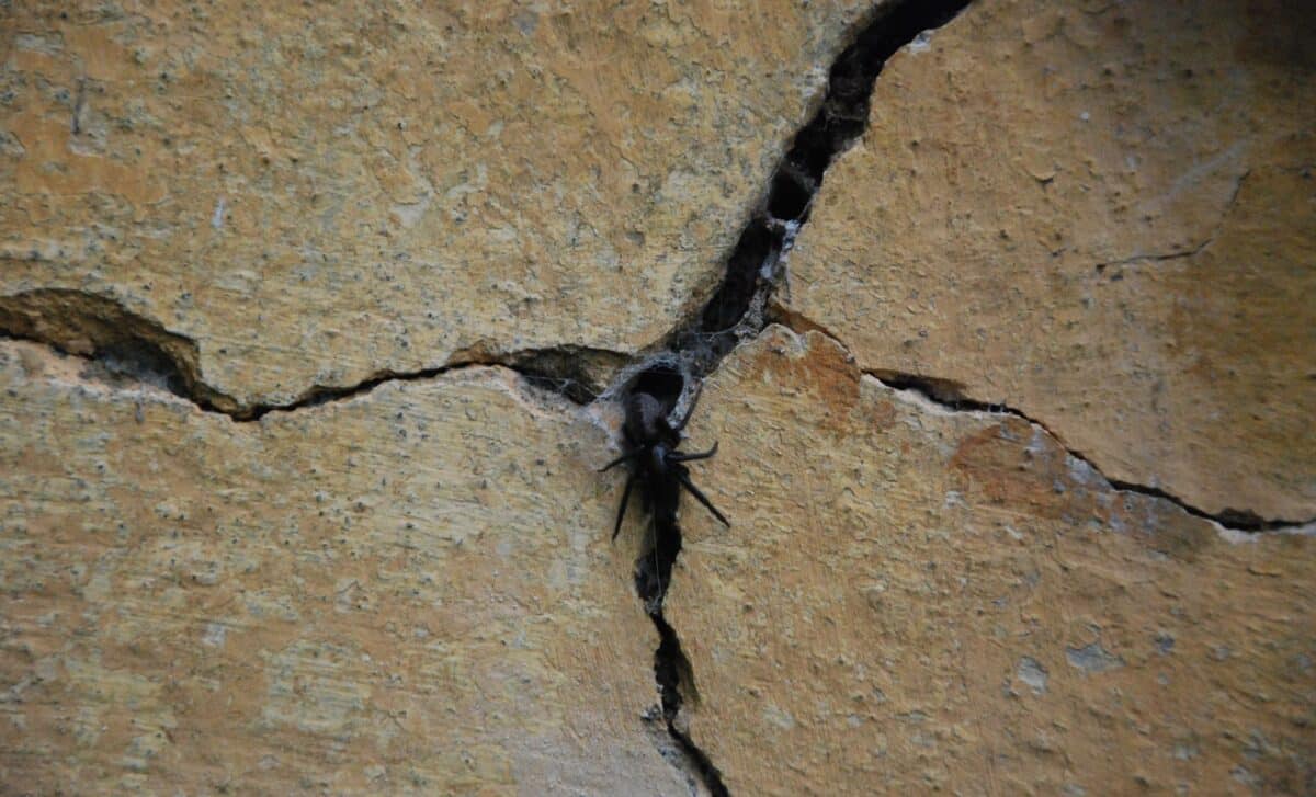 Hidden In Wall Crevices, Scientists Discover A Tiny Spider That Hunts Prey 6 Times Its Size