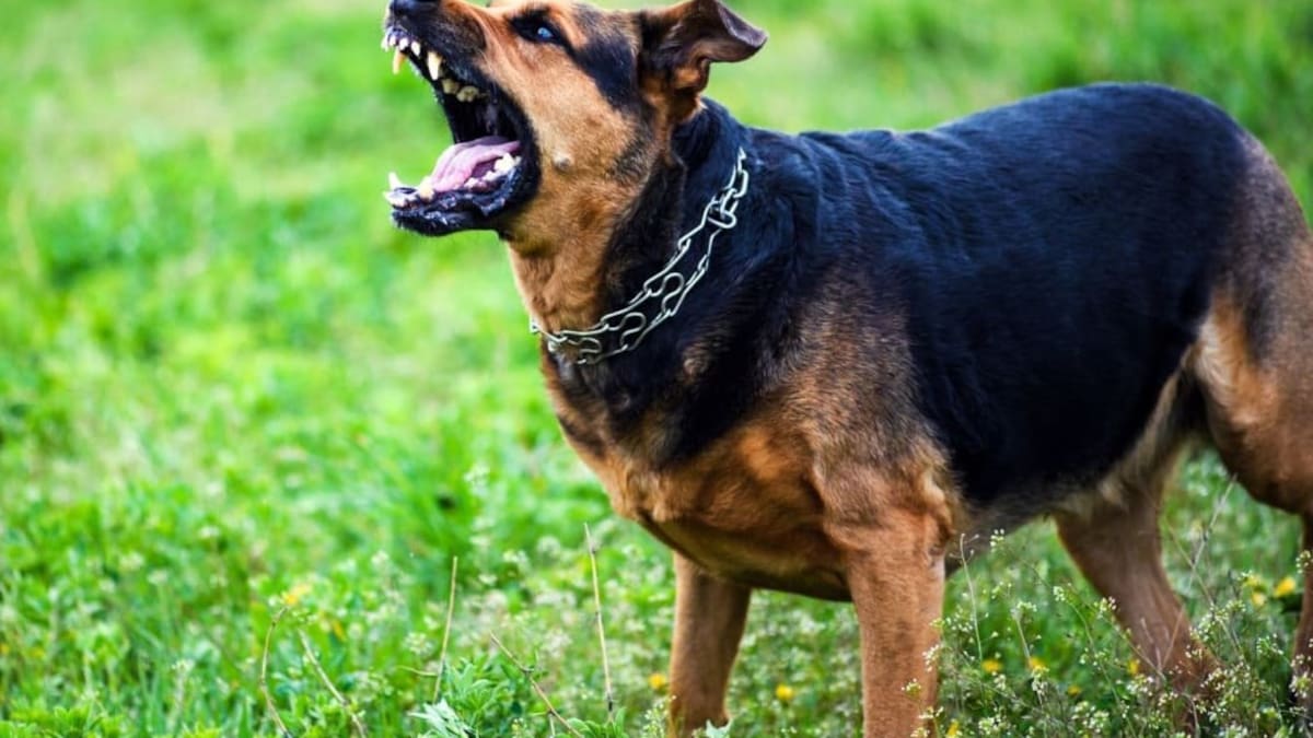Tauranga dog attacks: 881 complaints but fewer than 1% prosecuted