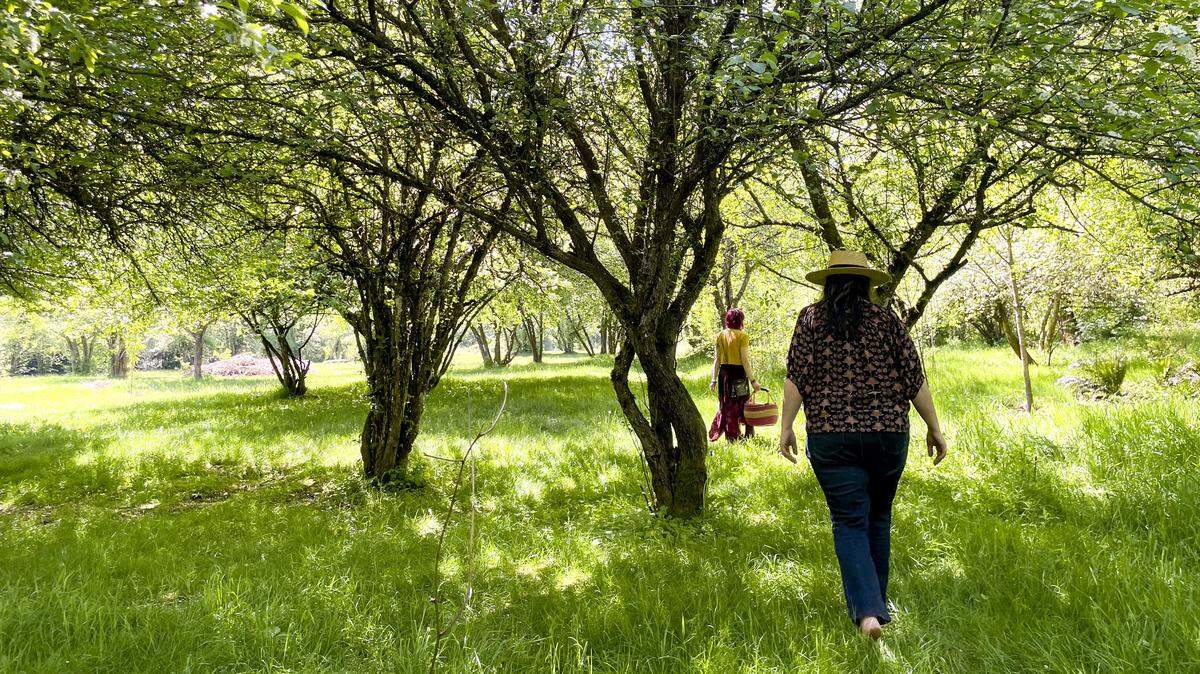 Hawthorn and Honey teaches seasonal plant foraging in Tacoma