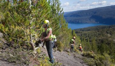 Budget 2026: $79m boost for tourism and farming by stopping the spread of wilding pines