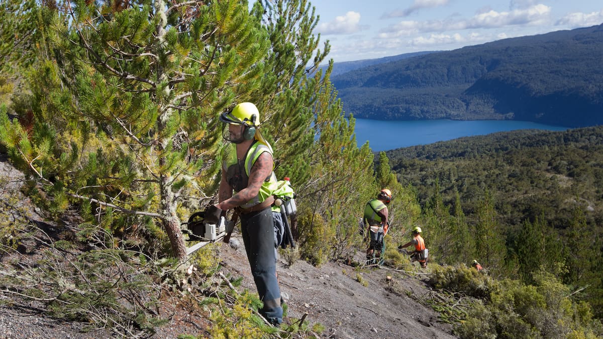 Budget 2026: $79m boost for tourism and farming by stopping the spread of wilding pines