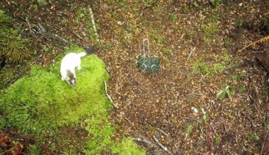 New stoat bait shows promise for protecting kiwi and native wildlife, DoC says