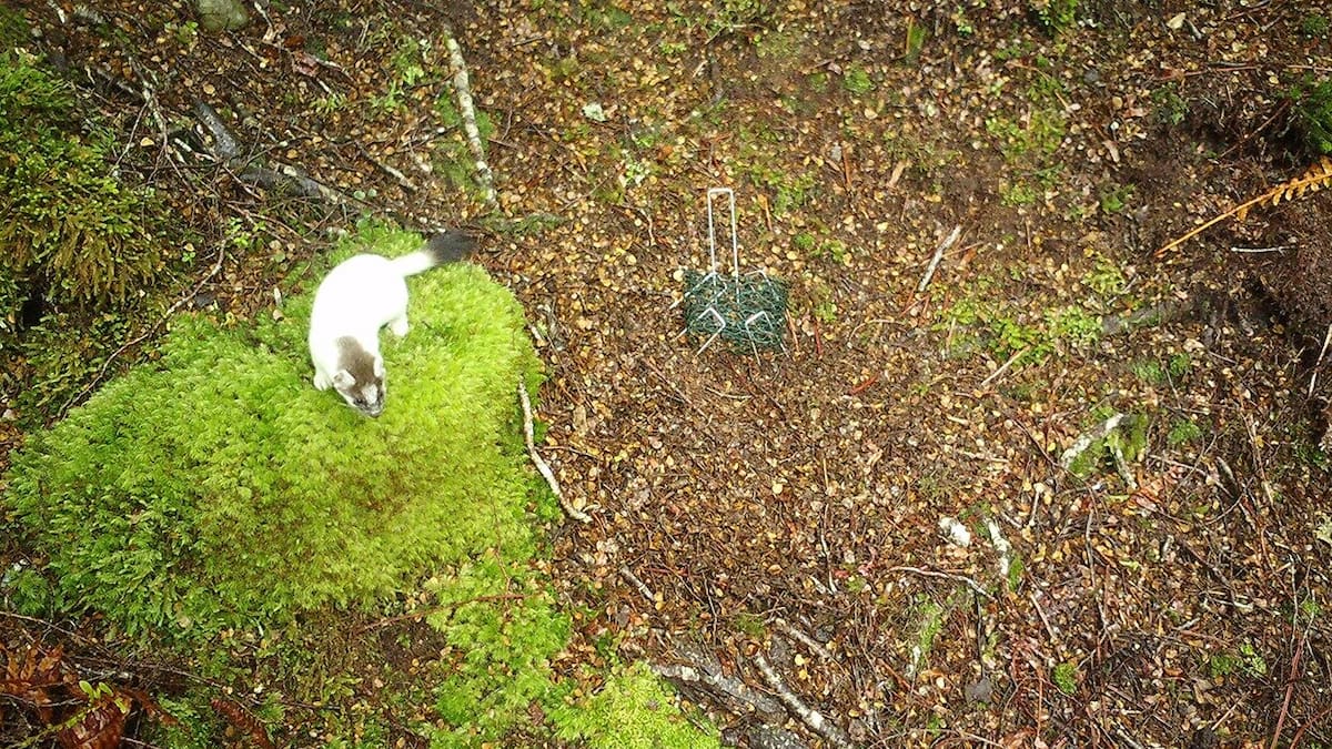 New stoat bait shows promise for protecting kiwi and native wildlife, DoC says