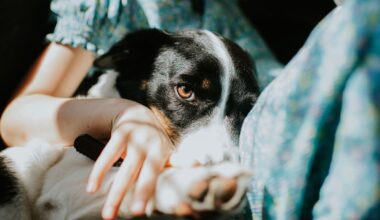 Brethren religious sect orders members to get rid of pets