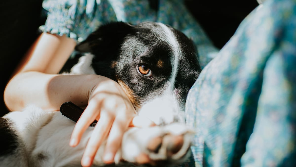 Brethren religious sect orders members to get rid of pets