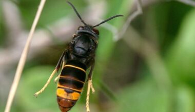 Yellow-legged hornet response: Kiwifruit growers urged to stay vigilant