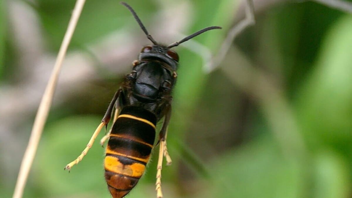 Yellow-legged hornet response: Kiwifruit growers urged to stay vigilant