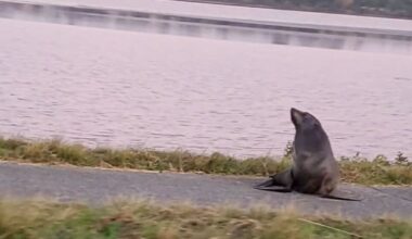 Seal spotted on Tauranga road - Bay of Plenty Times News