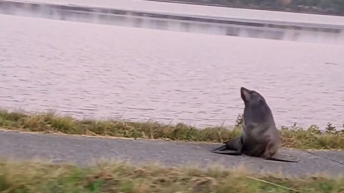 Seal spotted on Tauranga road - Bay of Plenty Times News