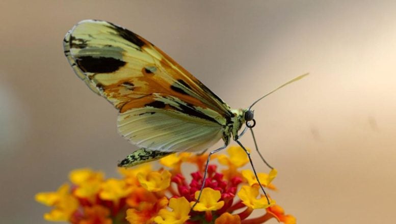 Lepidopteran Species Butterfly