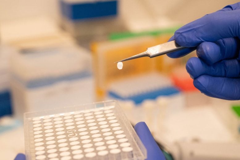 Liposome Based Transport Assay