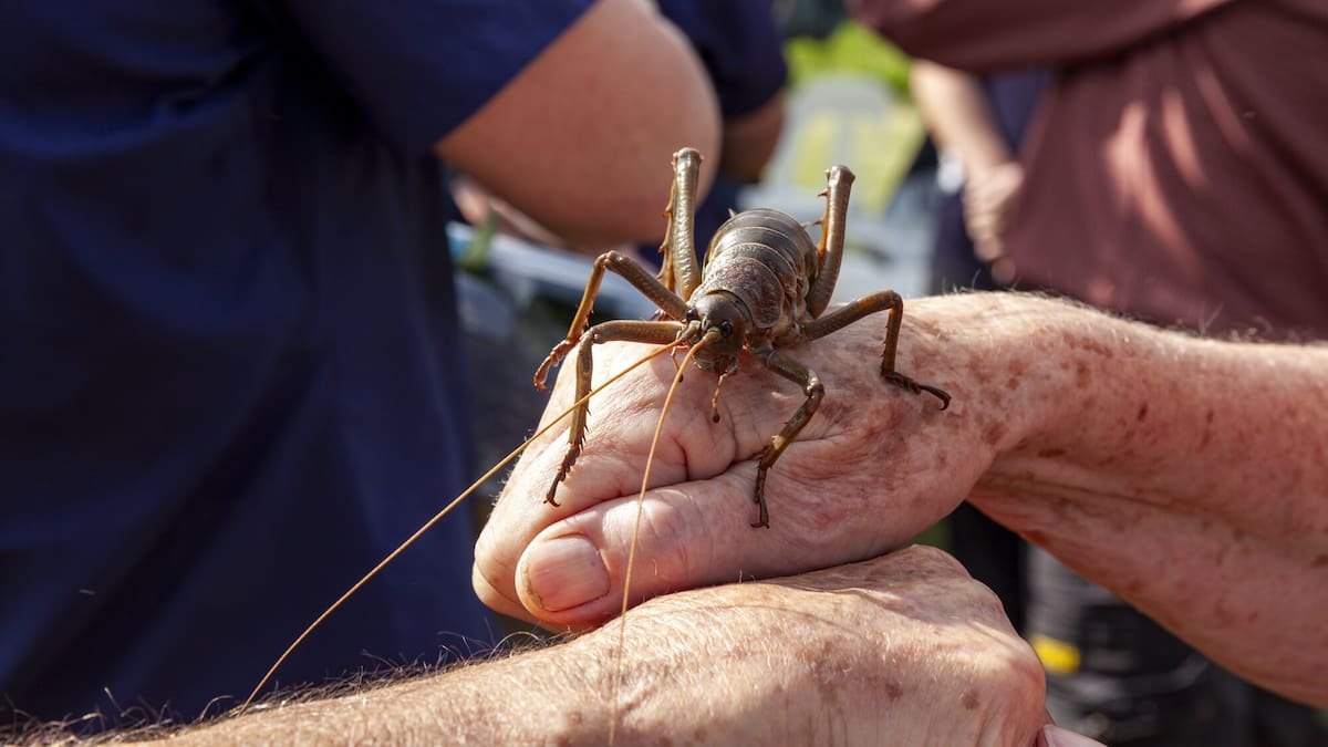 On The Up: Giant wētā arrive on Whangārei island in major conservation milestone