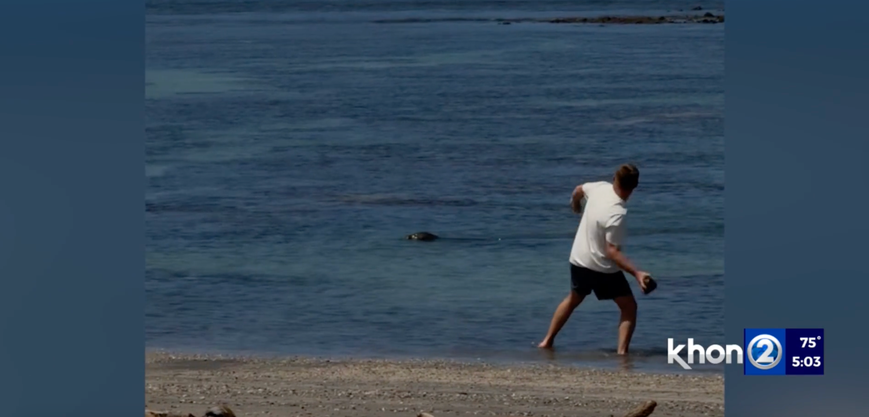 A viral video captured a tourist throwing a large rock at an endangered monk seal in Hawaii