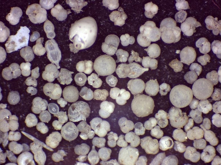 Microfossils Within Layers of Twelve Apostles