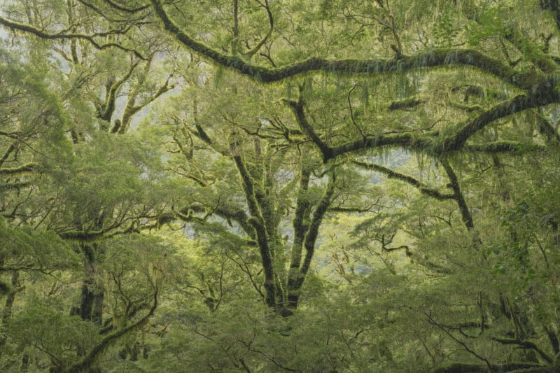 Dense, lush green forest with tall trees and thick branches covered in moss, creating a vibrant, natural canopy with sunlight filtering through the leaves.