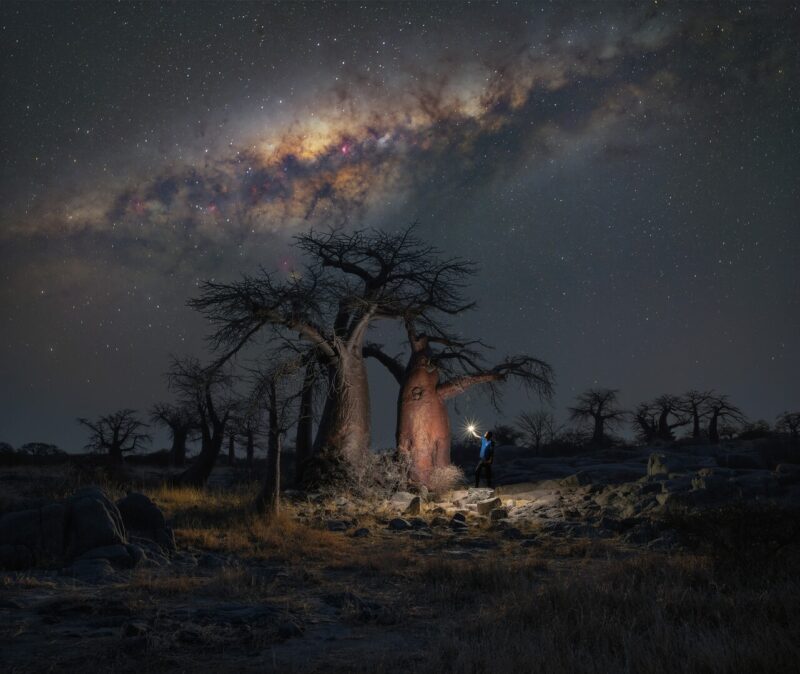 Trees with thick tall bases and branches on top like umbrellas with a man lighting one trunk and the Milky Way behind.