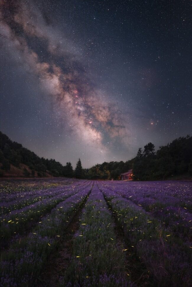 A field of flowers and the lights of many fireflies with the Milky Way angling across the sky.