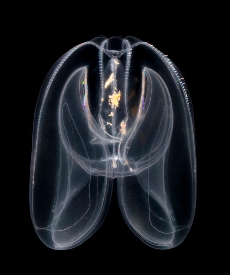 Mnemiopsis leydi