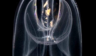 This Weird Sea Creature May Have Rewritten Life’s Genetic Rulebook