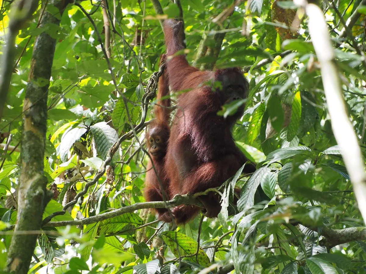 Lina and Kate behind a tree bush. Danum Valley Conservation Area, Sabah, Malaysia.
