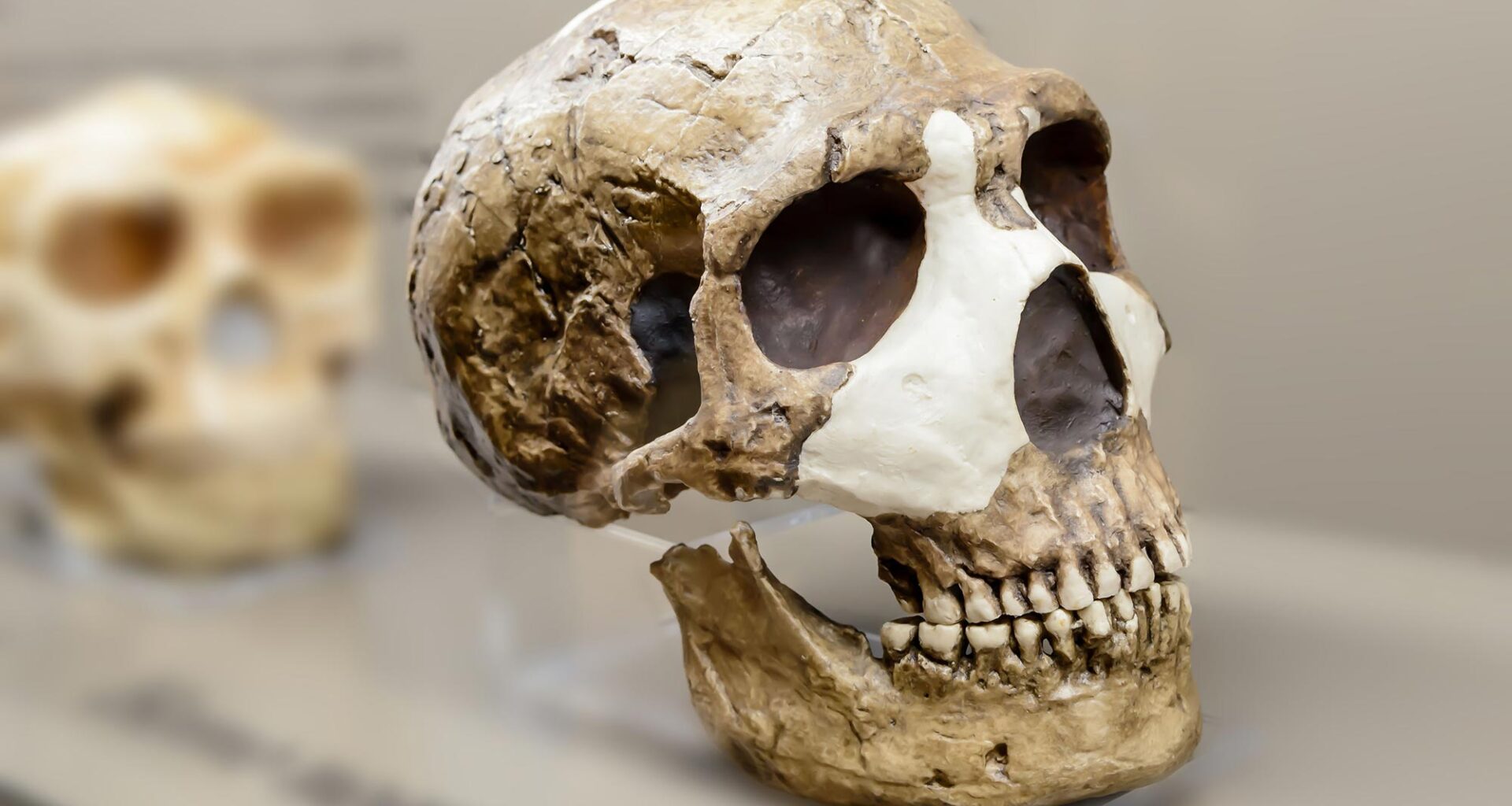Neanderthal Man Skull Restored