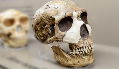 Neanderthal Man Skull Restored