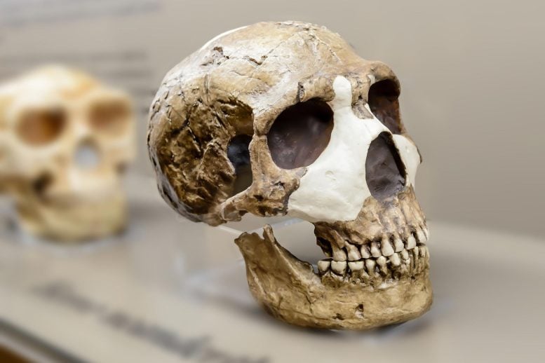 Neanderthal Man Skull Restored