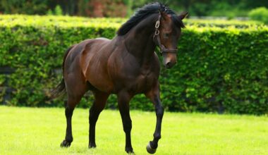 Ballydoyle Unveil Maljoom's Half-Sister Snowing
