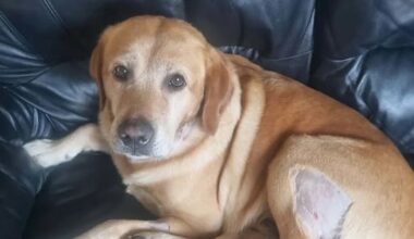 Labrador attacked by group of dogs on Palmerston North walking track