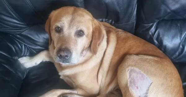 Labrador attacked by group of dogs on Palmerston North walking track