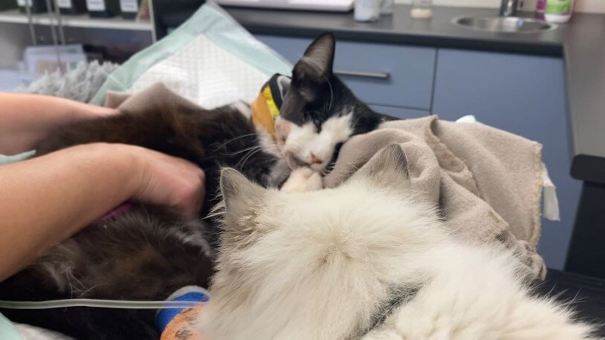 Mount Maunganui cat shooting: Reward offered to catch killer, memorial fund for animal charity set up