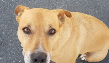 Tauranga City Council defends euthanising homeless woman’s dog