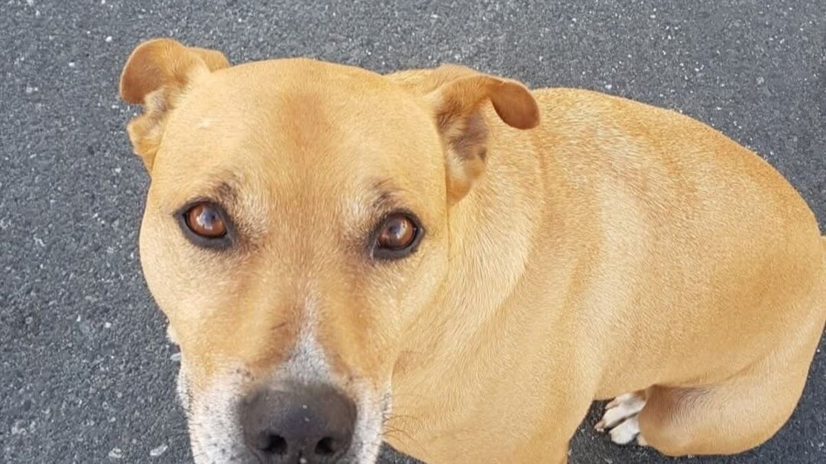 Tauranga City Council defends euthanising homeless woman’s dog