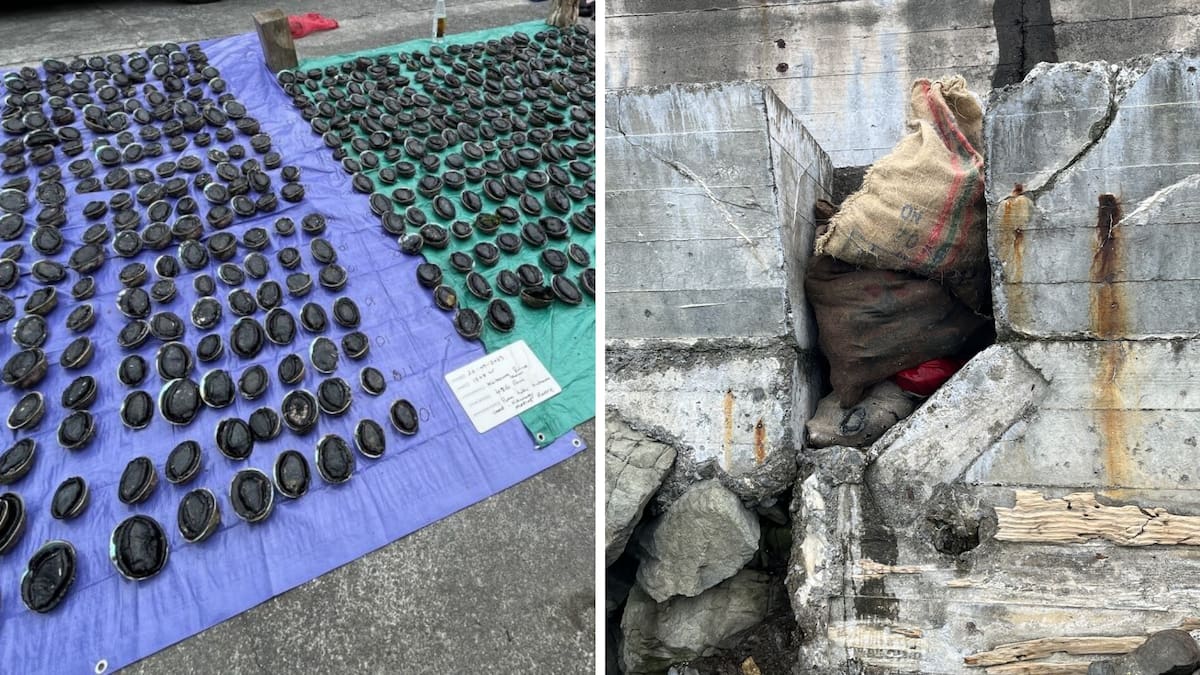 Christchurch man took 486 pāua from Hikurangi Marine Reserve to sell