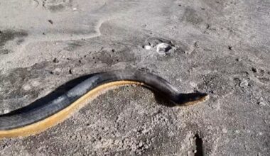 Live venomous sea snake washes ashore at Ōhope Beach