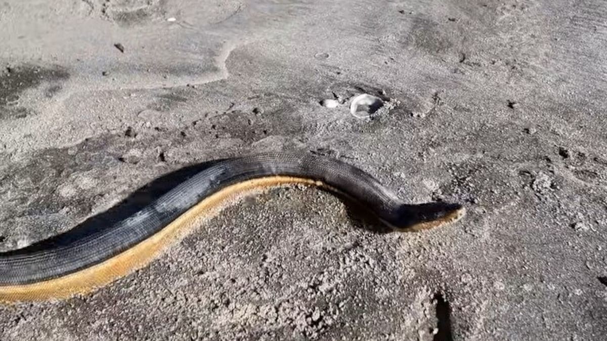 Live venomous sea snake washes ashore at Ōhope Beach