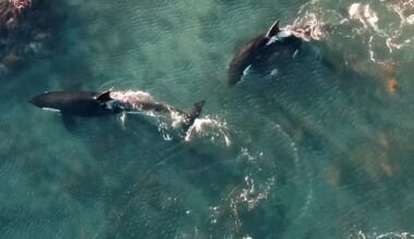 Drone footage shows orcas hunting stingrays along Wellington south coast