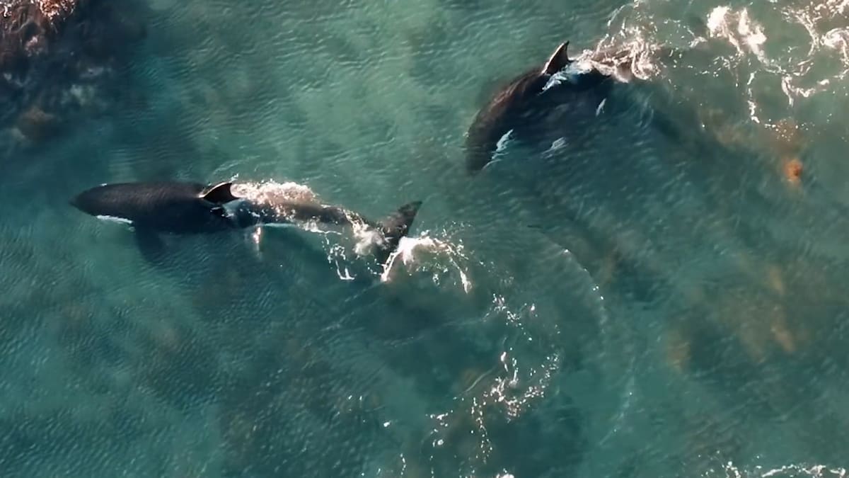 Drone footage shows orcas hunting stingrays along Wellington south coast