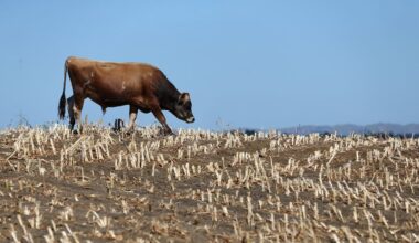 Future big droughts may be worse than we think – NZ’s past shows why