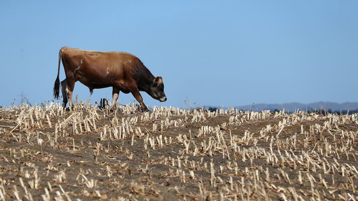 Future big droughts may be worse than we think – NZ’s past shows why