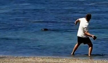 Tourist caught throwing big rock at endangered seal in Hawaii - NZ Herald