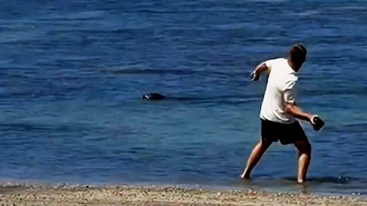 Tourist caught throwing big rock at endangered seal in Hawaii - NZ Herald