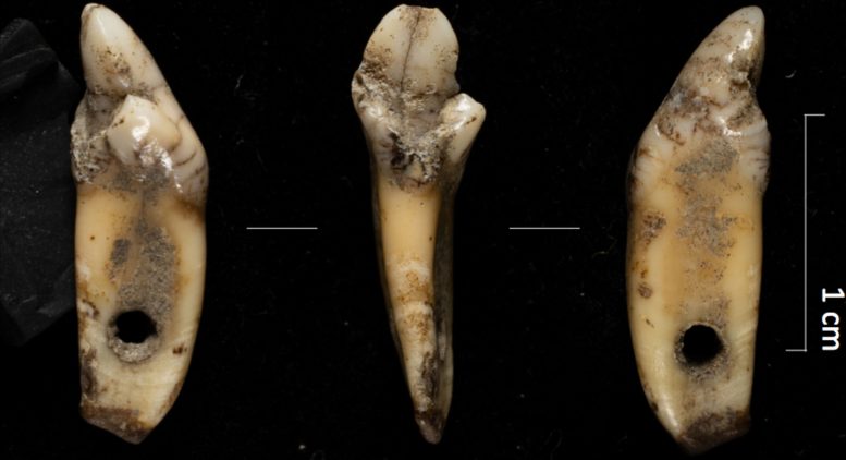Pendant Made From a Bear Incisor From Cova 338