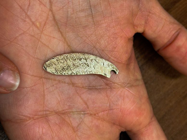 Pendant Made of Glycymeris sp. From Cova 338
