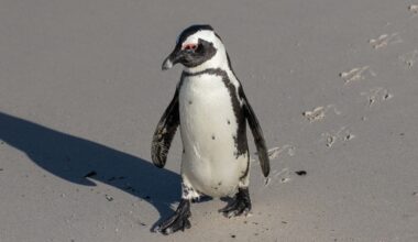 Penguins have a mystery muscle that helps them waddle and swim