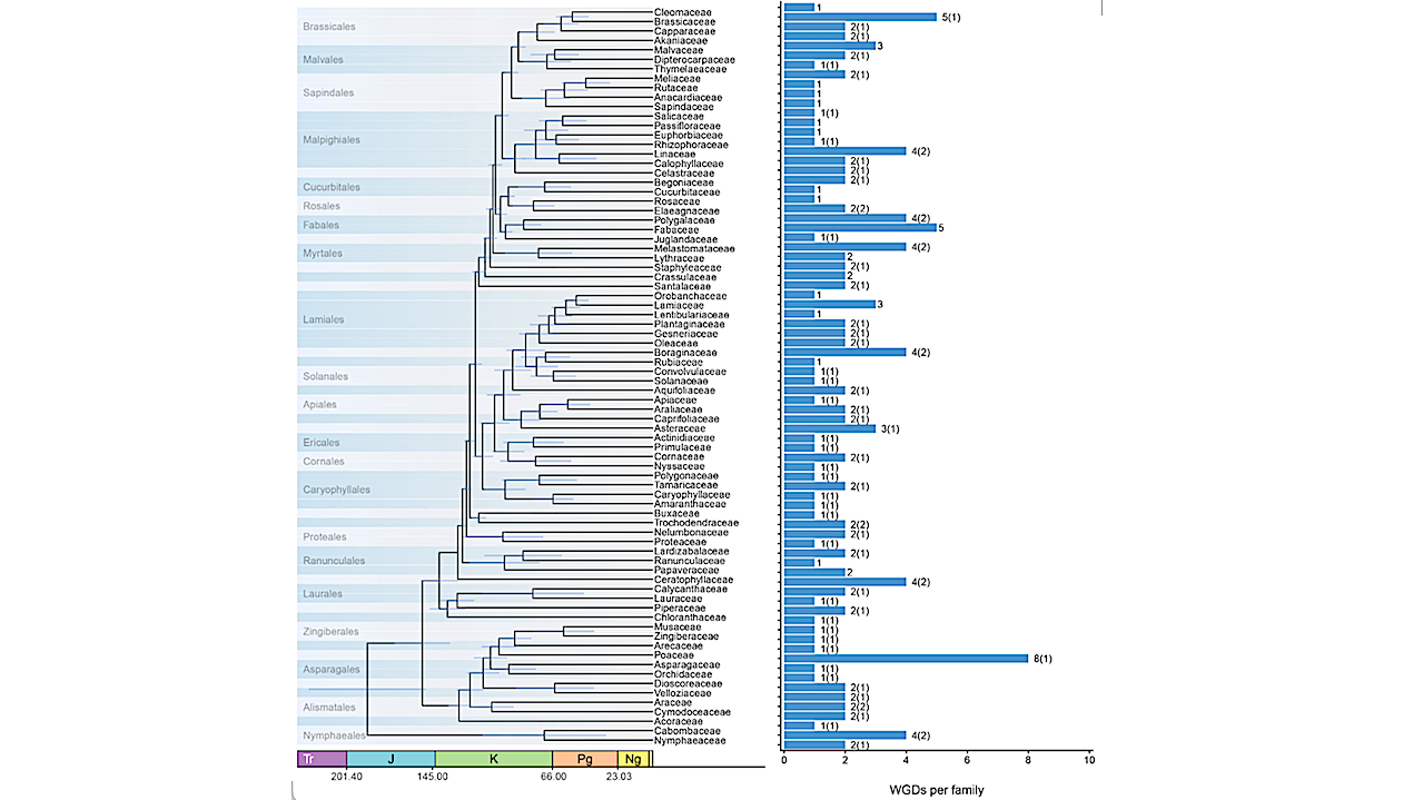 Plants Survived The Dinosaur-killing Asteroid By Duplicating Genomes